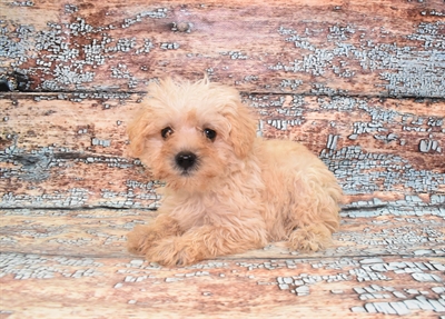 Schnoodle-DOG-Male-Cream-10560-Petland Robinson, PA