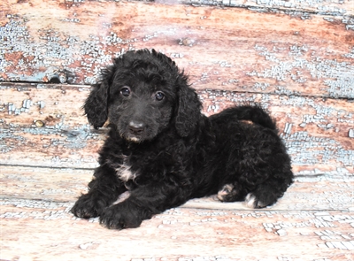 Mini Goldendoodle 2nd Gen.-DOG-Female-Black-10568-Petland Robinson, PA