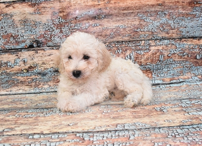Bichon-DOG-Male-White-10569-Petland Robinson, Pittsburgh, PA
