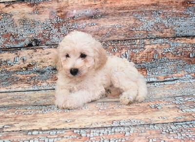 Bichon-DOG-Male-White-10569-Petland Robinson, PA