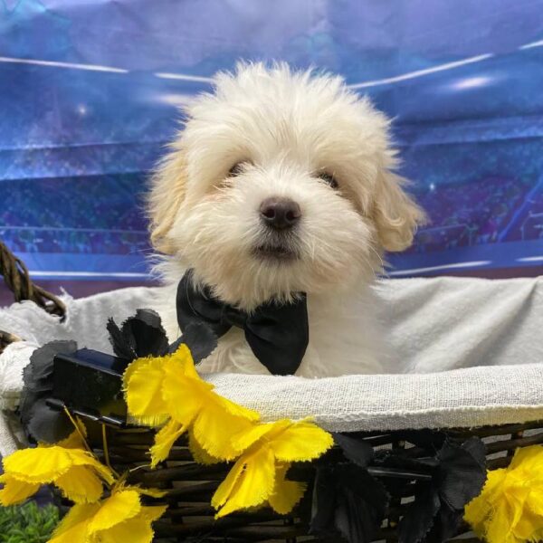 Coton De Tulear-DOG-Male-White-10585-Petland Robinson, PA