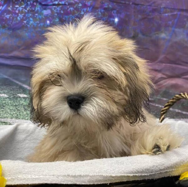 Lhasa Apso-DOG-Male-Golden-10467-Petland Robinson, Pittsburgh, PA