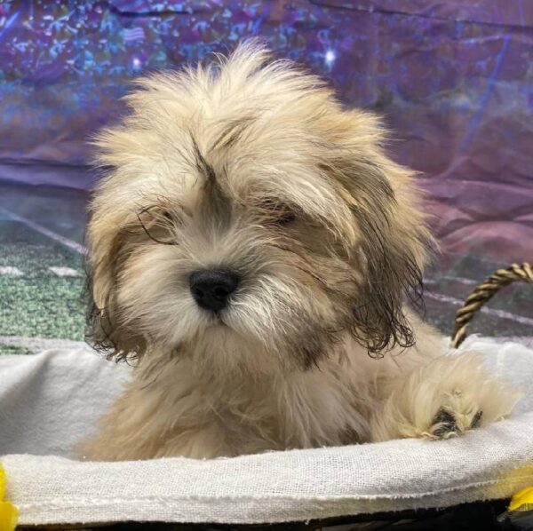 Lhasa Apso-DOG-Male-Golden-10467-Petland Robinson, PA