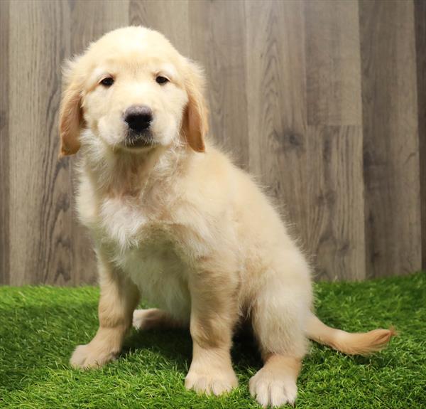 Golden Retriever-DOG-Male-Golden-10611-Petland Robinson, Pittsburgh, PA
