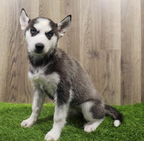 Siberian Husky-DOG-Female-Black / White-10612-Petland Robinson, Pittsburgh, PA