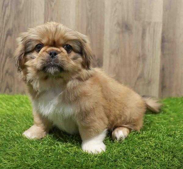 Pekingese-DOG-Male-Sable-10613-Petland Robinson, Pittsburgh, PA