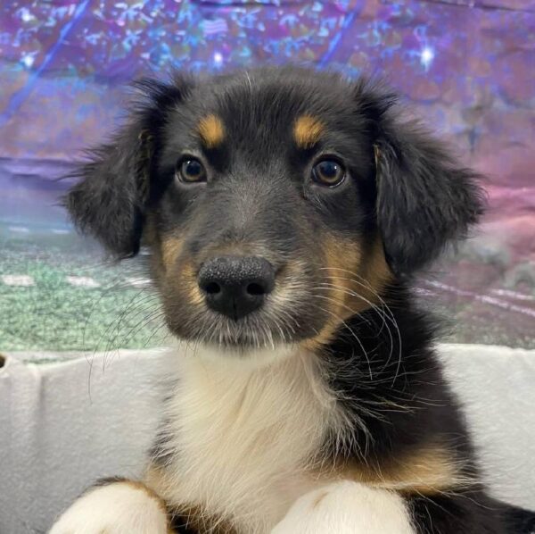 Australian Shepherd-DOG-Female-Black and White-10596-Petland Robinson, PA