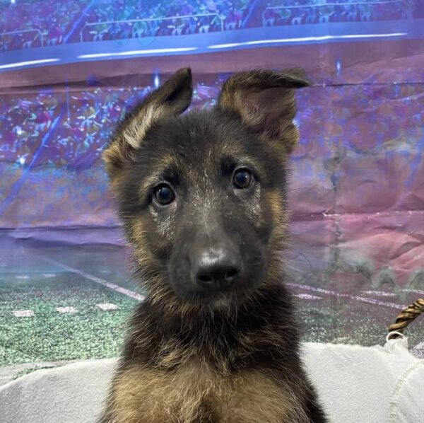 German Shepherd-DOG-Female-Black and Tan-10603-Petland Robinson, PA