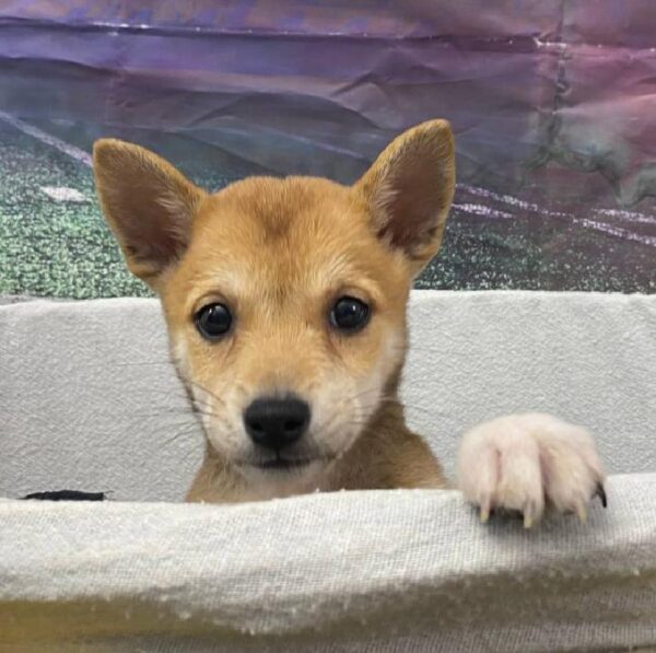 Shiba Inu-DOG-Female-Red-10598-Petland Robinson, PA