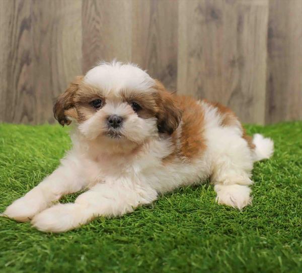 Malshi-DOG-Female-Gold / White-10631-Petland Robinson, Pittsburgh, PA