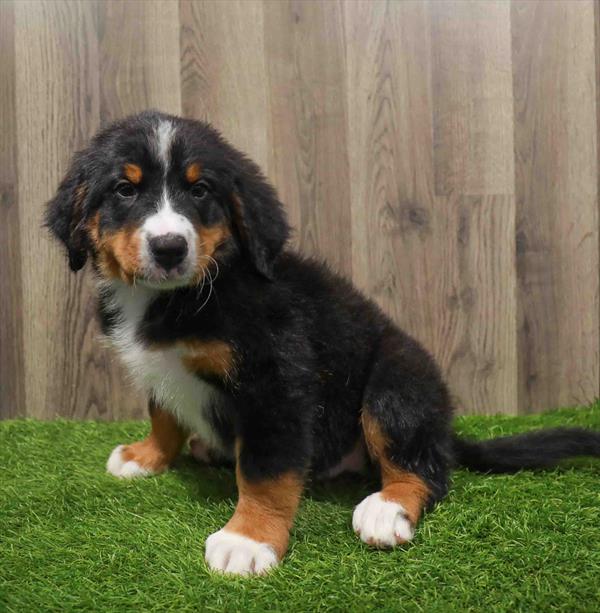 Bernese Mountain Dog-DOG-Male-Tri-Colored-10632-Petland Robinson, PA