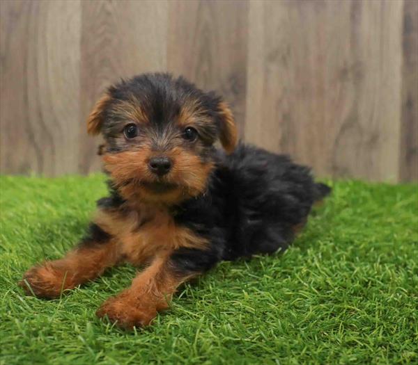 Yorkie-DOG-Male-Black / Tan-10633-Petland Robinson, Pittsburgh, PA
