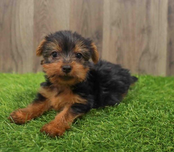 Yorkie-DOG-Male-Black / Tan-10633-Petland Robinson, PA