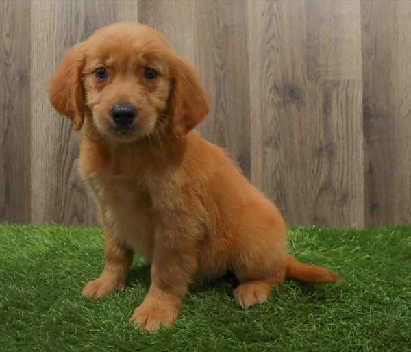 Golden Retriever-DOG-Female-Golden-10634-Petland Robinson, Pittsburgh, PA
