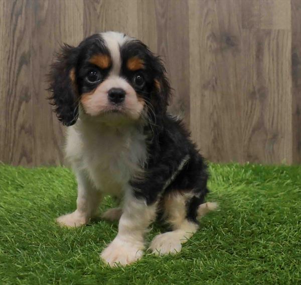 Cavalier King Charles Spaniel-DOG-Male-Tri-Colored-10635-Petland Robinson, PA