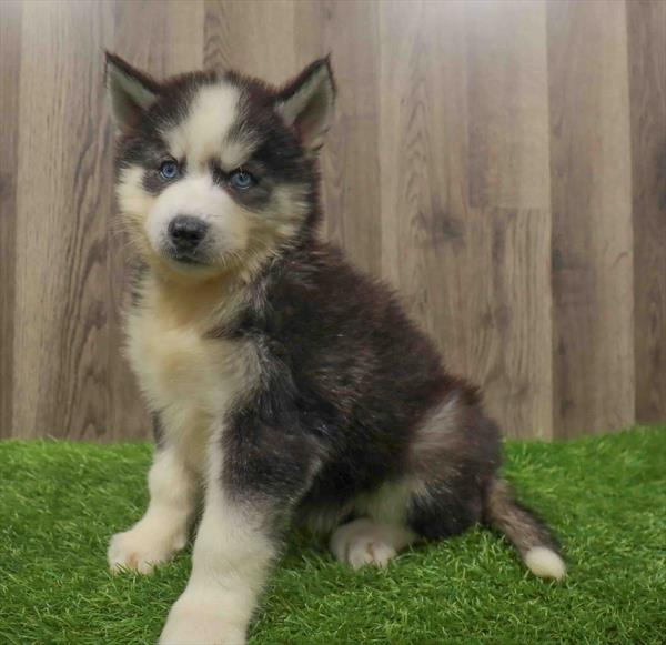 Siberian Husky-DOG-Male-Black / White-10636-Petland Robinson, Pittsburgh, PA