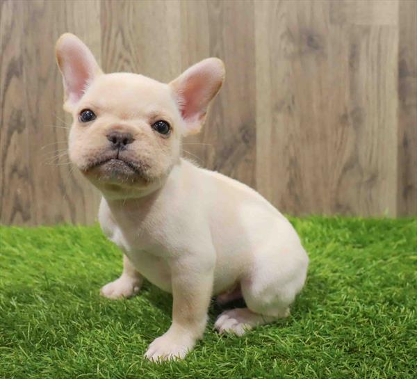 French Bulldog-DOG-Male-Cream-10637-Petland Robinson, Pittsburgh, PA