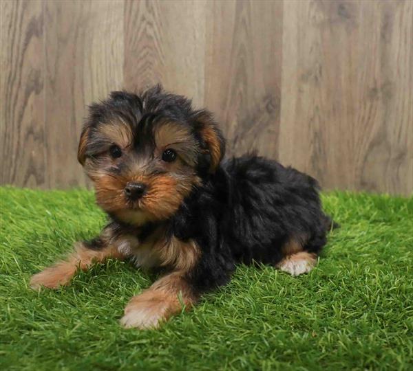 Yorkie-DOG-Female-Black / Tan-10638-Petland Robinson, PA