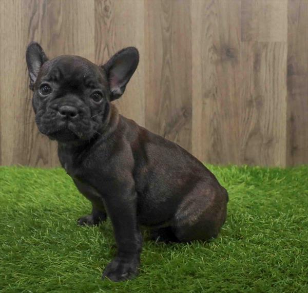 French Bulldog-DOG-Female-Black-10639-Petland Robinson, Pittsburgh, PA