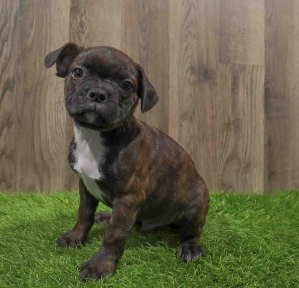 Frenchton-DOG-Male-Brindle-10640-Petland Robinson, Pittsburgh, PA