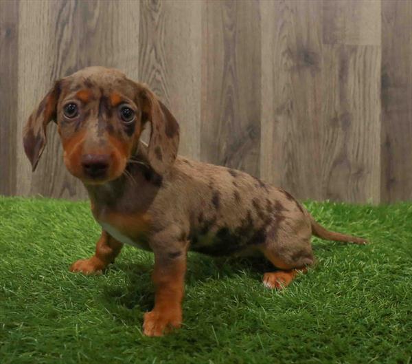 Dachshund-DOG-Female-Chocolate-10641-Petland Robinson, Pittsburgh, PA