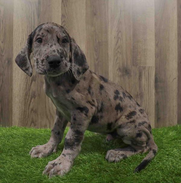 Great Dane-DOG-Male-Blue Merle-10642-Petland Robinson, PA