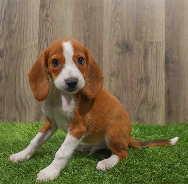 Beagle-DOG-Male-Red / White-10643-Petland Robinson, PA