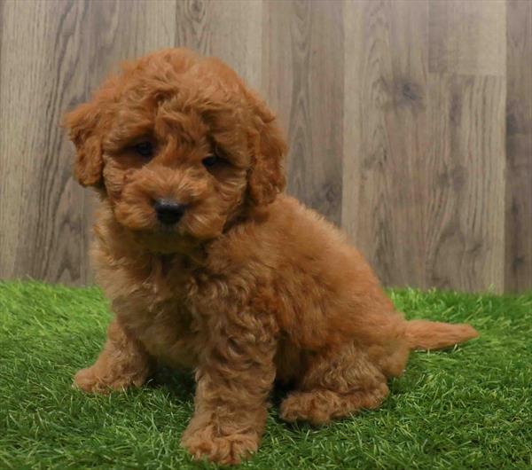 Mini Goldendoodle 2nd Gen.-DOG-Male-Apricot-10644-Petland Robinson, PA