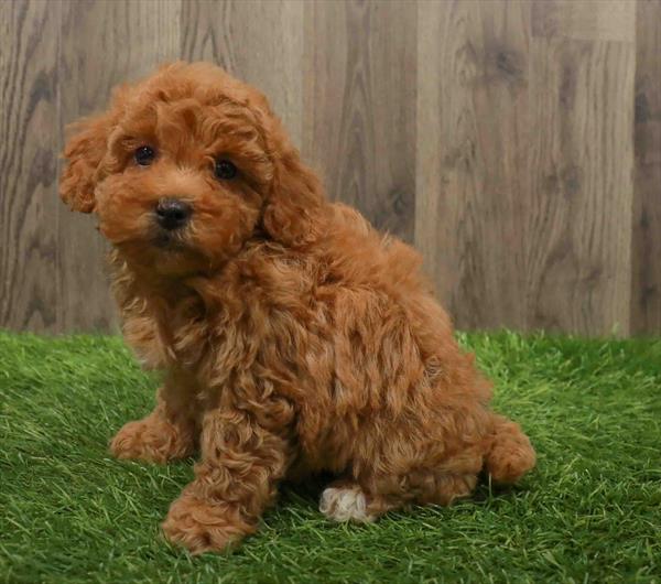 Mini Goldendoodle 2nd Gen.-DOG-Female-Apricot-10645-Petland Robinson, PA