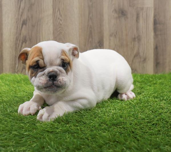 English Bulldog-DOG-Female-White-10669-Petland Robinson, Pittsburgh, PA