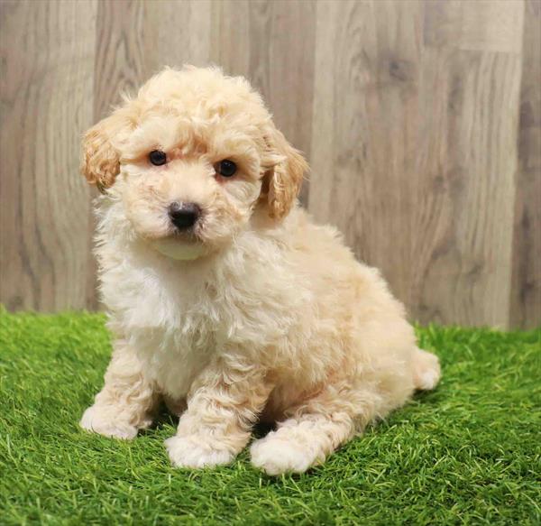 Bichon- Poo-DOG-Male-Apricot-10670-Petland Robinson, PA