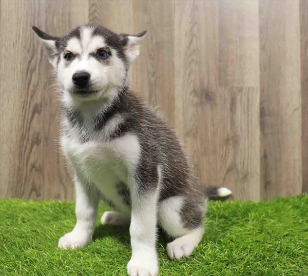 Siberian Husky-DOG-Female-Black / White-10671-Petland Robinson, Pittsburgh, PA