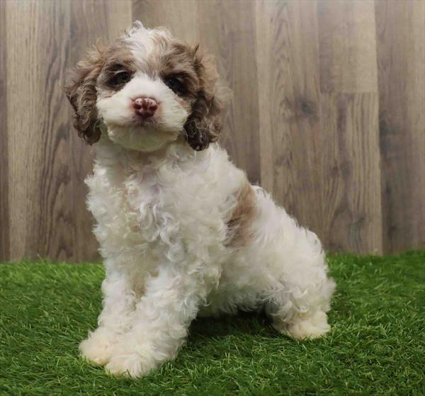 Cockapoo-DOG-Male-Blue Merle-10674-Petland Robinson, PA