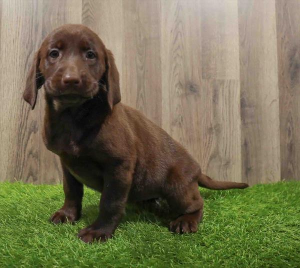 Labrador Retriever-DOG-Female-Chocolate-10675-Petland Robinson, PA