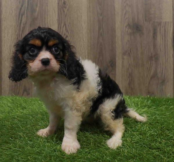 Cavalier King Charles Spaniel-DOG-Female-Tri-Colored-10676-Petland Robinson, PA