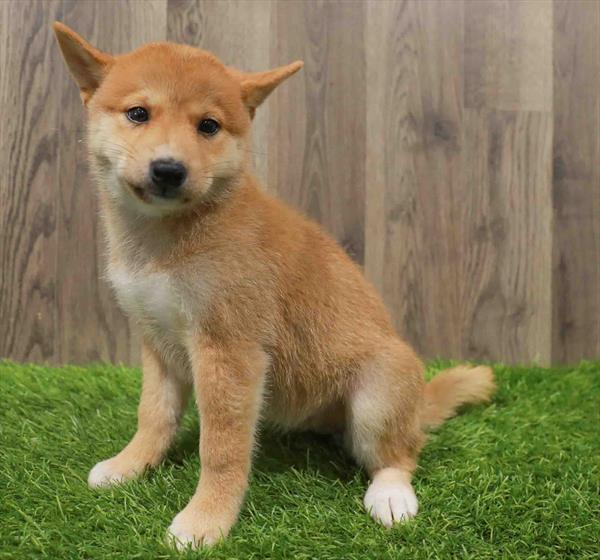 Shiba Inu-DOG-Female-Red-10677-Petland Robinson, PA