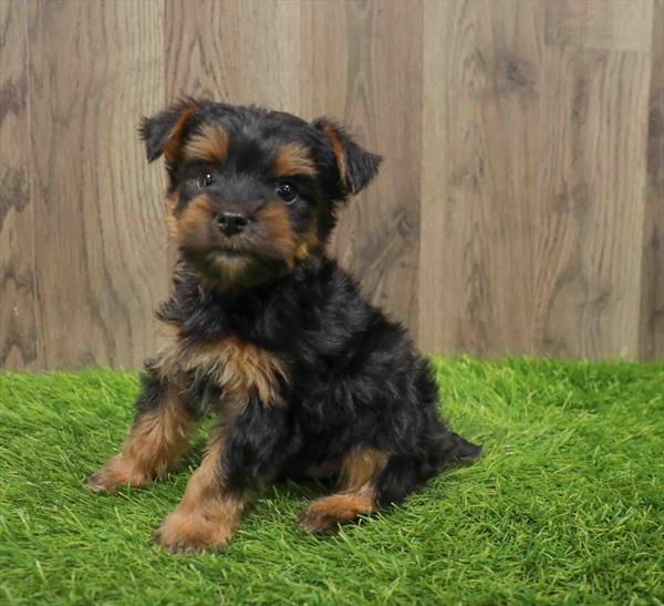 Morkie-DOG-Male-Black / Tan-10678-Petland Robinson, PA