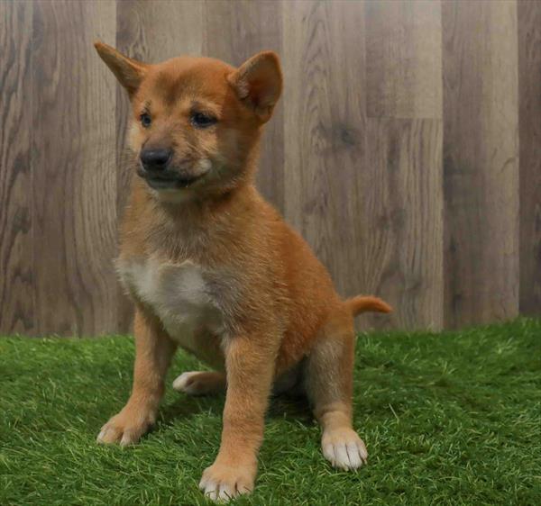 Shiba Inu-DOG-Male-Red Sesame-10679-Petland Robinson, PA