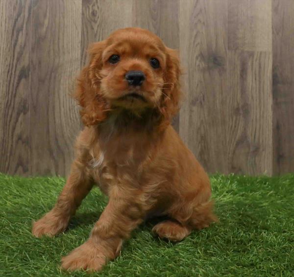 Cocker Spaniel-DOG-Male-Red-10680-Petland Robinson, PA