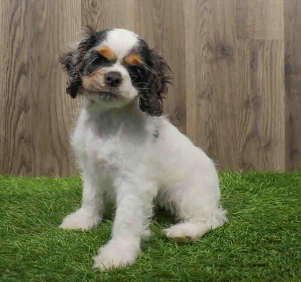 Cocker Spaniel-DOG-Female-Black / White-10681-Petland Robinson, PA