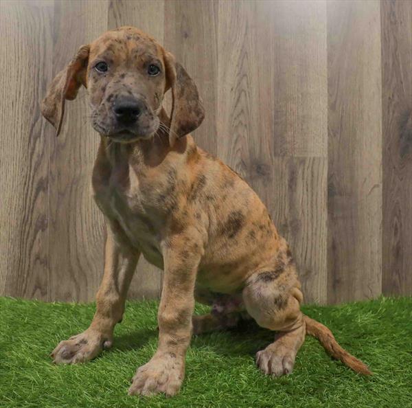 Great Dane-DOG-Male-Reverse Brindle-10682-Petland Robinson, Pittsburgh, PA