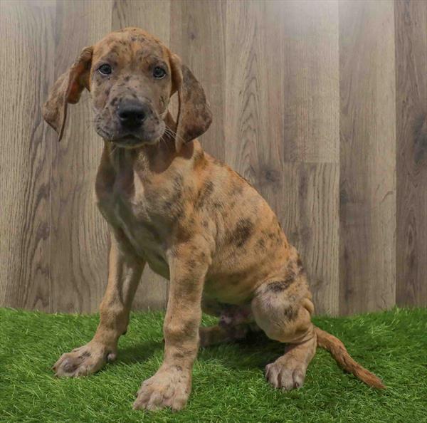 Great Dane-DOG-Male-Reverse Brindle-10682-Petland Robinson, PA