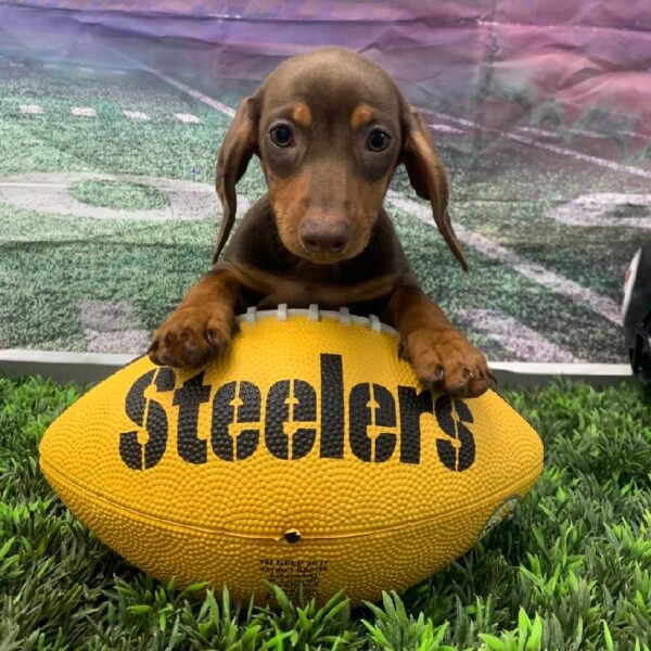 Dachshund-DOG-Female-Chocolate and Tan-10656-Petland Robinson, Pittsburgh, PA