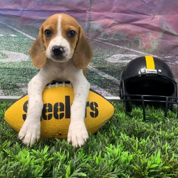 Beagle-DOG-Male-Red and White-10655-Petland Robinson, PA