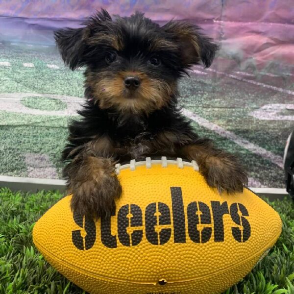 Yorkie-DOG-Male-Black and Tan-10658-Petland Robinson, Pittsburgh, PA