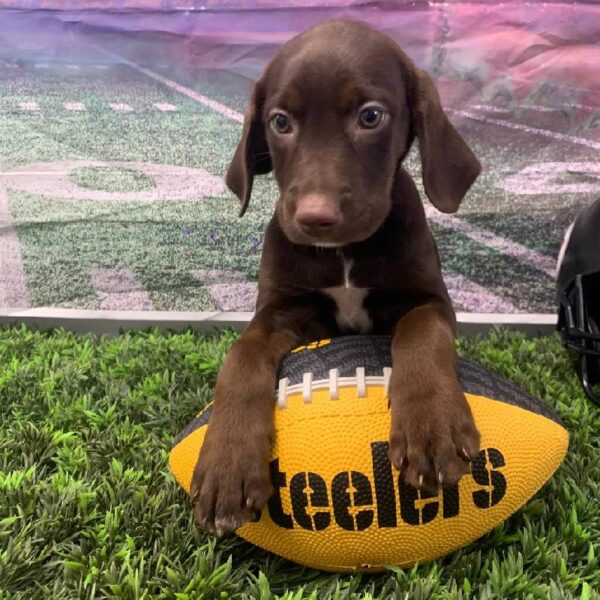 Labrador Retriever-DOG-Female-Chocolate-10657-Petland Robinson, PA