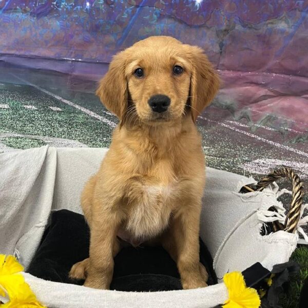 Golden Retriever-DOG-Male-Golden-10686-Petland Robinson, PA