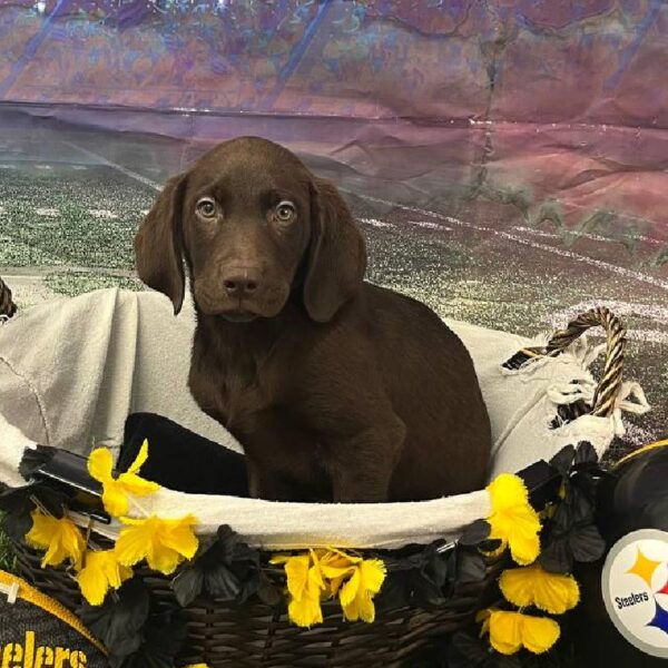 Labrador Retriever-DOG-Male-Chocolate-10687-Petland Robinson, Pittsburgh, PA