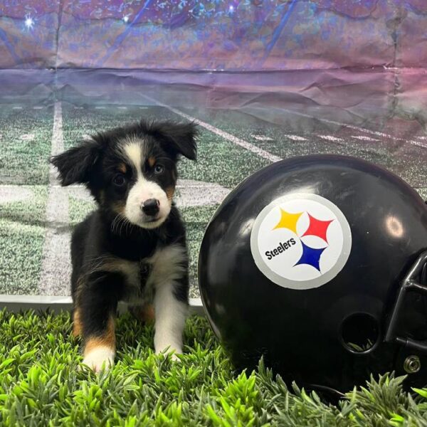 Miniature Australian Shepherd-DOG-Female-Black White and Brown-10690-Petland Robinson, PA