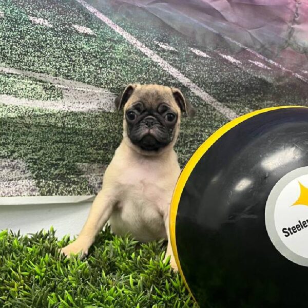Pug-DOG-Female-Fawn-10689-Petland Robinson, Pittsburgh, PA